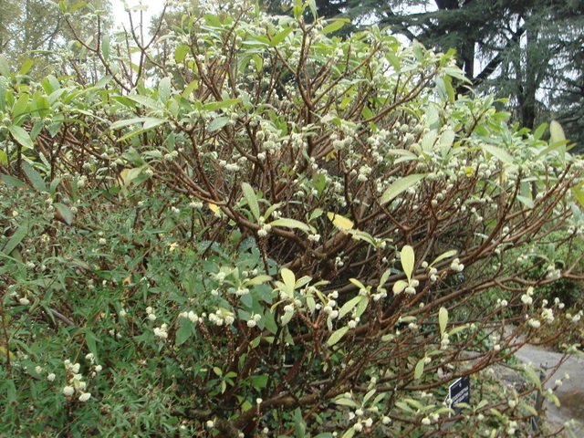 Edgeworthia chrysantha